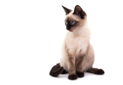 Traditional Siamese Cat