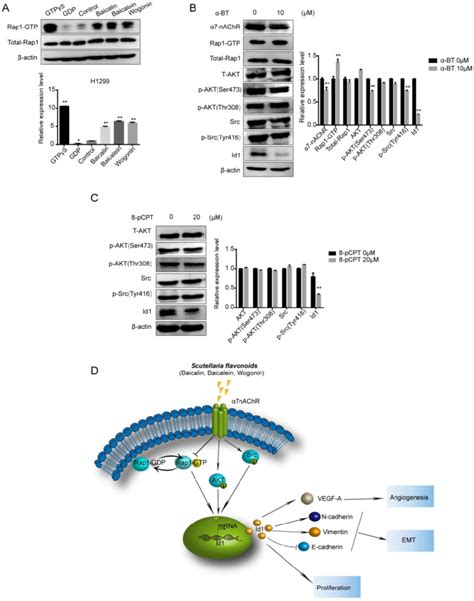 Rap1 activation and Src/Akt dephosphorylation were suppressed by ...