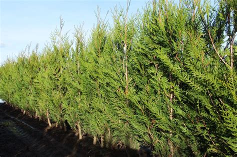 Buy Thuja Plicata Virescens Virescens Western Red Cedar Tree Pot