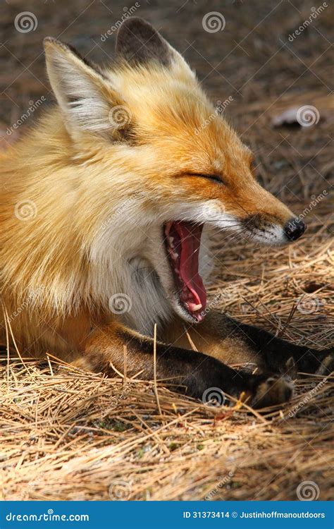 Red Fox Yawning Stock Photo Image Of Handsome Cuddly 31373414