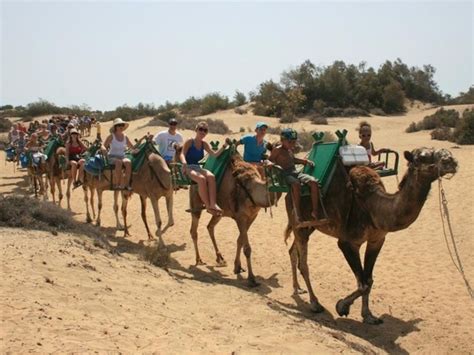 Maspalomas Balade Dos De Chameau Dans Les Dunes De Sable De