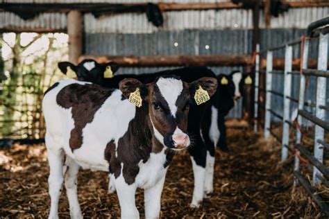 Blackwells Five Minute Veterinary Consult Ruminant 1