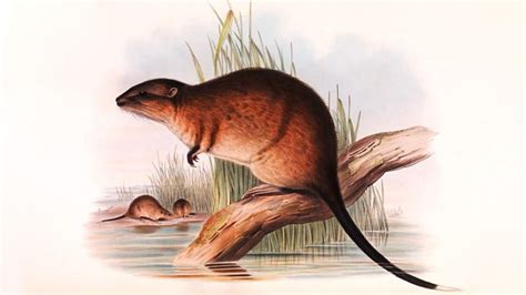 Guide: Recognising and caring for Rakali, our Australian water rat ... 