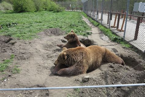 Budapest Transport Guided Tour Of Bear And Wolf Sanctuary GetYourGuide