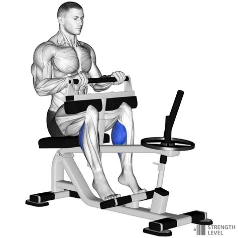 Seated Calf Raise Standards For Men And Women Kg Strength Level