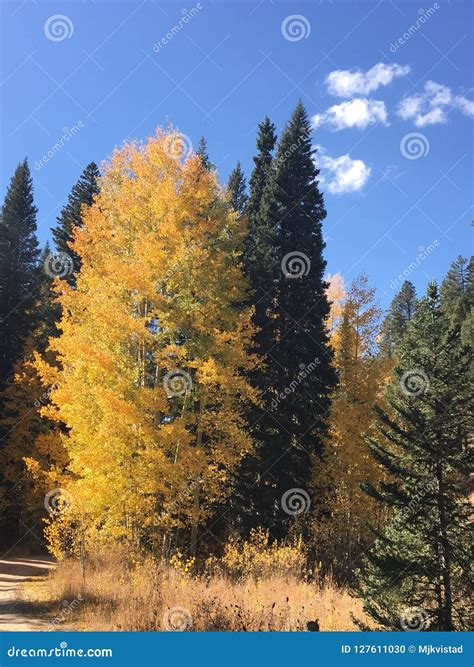 Goldener Baum Im Pufferspeicher Staatlichen Wald Redaktionelles Bild