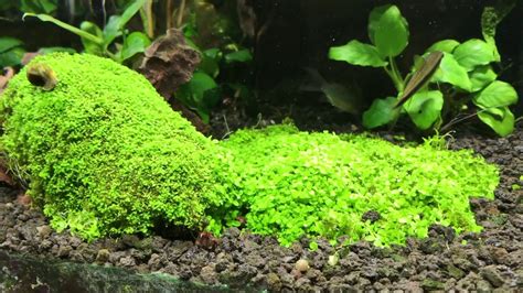 How To Grow Baby Tears Aquarium Plant - Aquarium Views