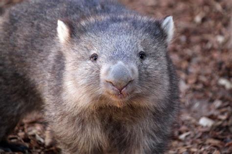 Les Wombats Font Des Excr Ments En Forme De Cube Et On Sait Enfin Pourquoi