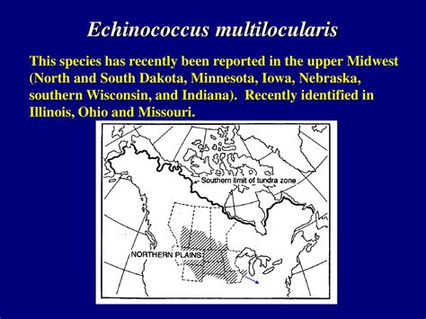 Echinococcus Multilocularis Ppt Download