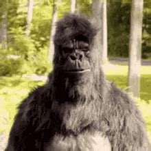 Gorilla GIFs | Tenor