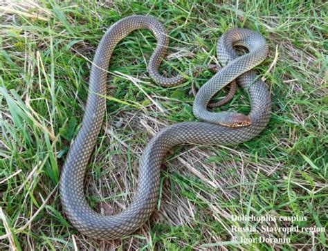 Dolichophis caspius | The Reptile Database