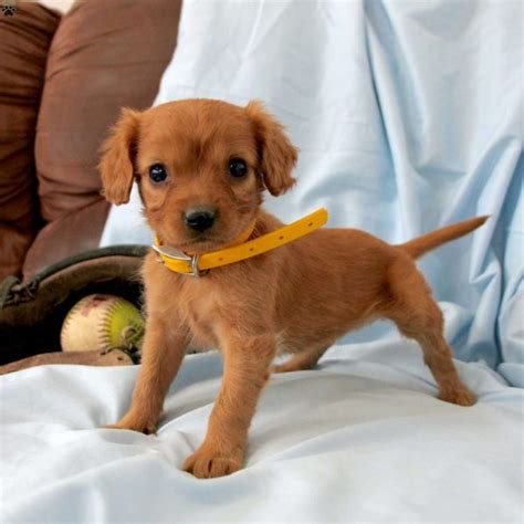 Miniature Golden Retriever Puppies For Sale Greenfield Puppies