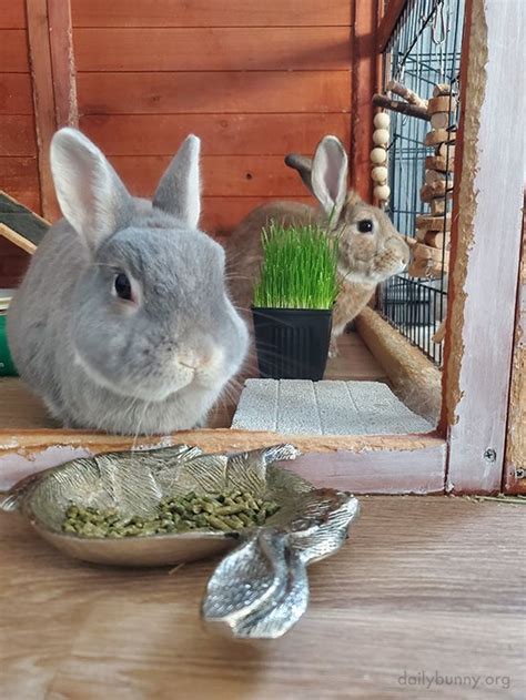 Bunnies Seem Distracted At Snacktime The Daily Bunny