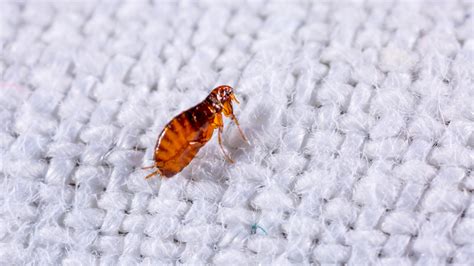 How Do I Get Rid Of Fleas In Furniture At Santa Maria Blog