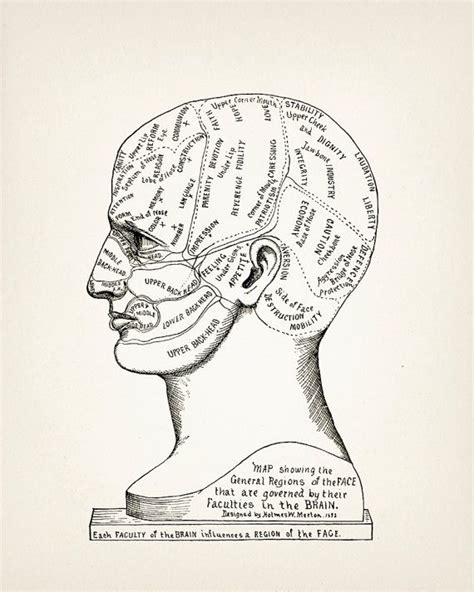 Phrenology Prints Set Of Four 1899 Pp 11 14 Fine Art Etsy Phrenology Medical Illustration