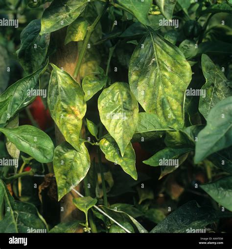 Powdery Mildew Leveillula Taurica Infection On Sweet Pepper Leaf Stock