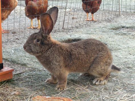 Galer A De Im Genes Conejos Gigantes De Flandes