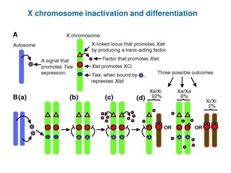 X Chromosome Inactivation