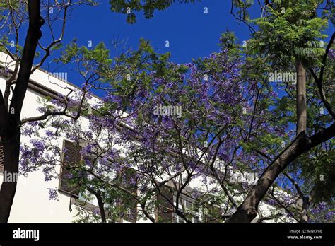 In Spring On The Island Of Madeira Trees Are Covered In Blue Flowers