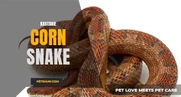 The Art Of Sexing Corn Snakes A Guide To Determining The Gender Of