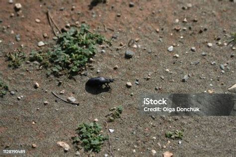 Bug On The Ground Stock Photo - Download Image Now - Backgrounds, Black ...