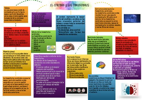 Mapa Conceptual De Cerebelo Y Sus Conexiones Esquemas Y Mapas Conceptuales De Neuroanatomía