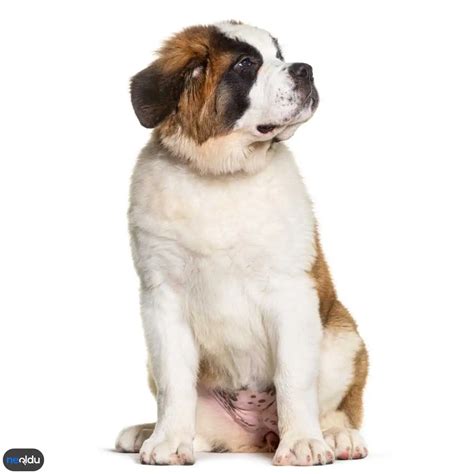 St Bernard Saint Cinsi Köpek Bakımı ve Özellikleri