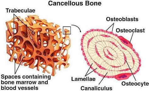 Difference between Compact and Spongy Bone