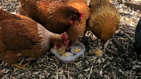 Our 6 Month Chickens Eating Healthy Treats And Laying Eggs YouTube