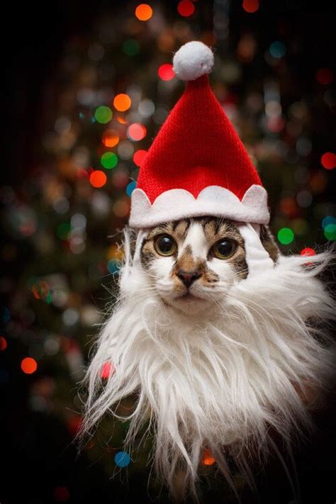 Cat Wearing Santa Claus Hat And Beard Christmas Cat Humor Christmas