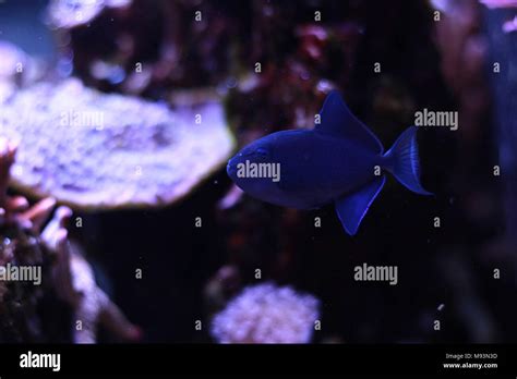 Niger Triggerfish Odonus Niger Stock Photo Alamy