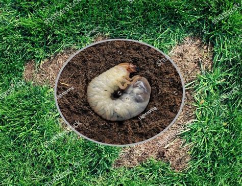 How To Control Lawn Grubs By Lawn Doctor Usa Issuu