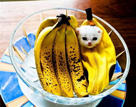 Banana Cats Cat Shaming