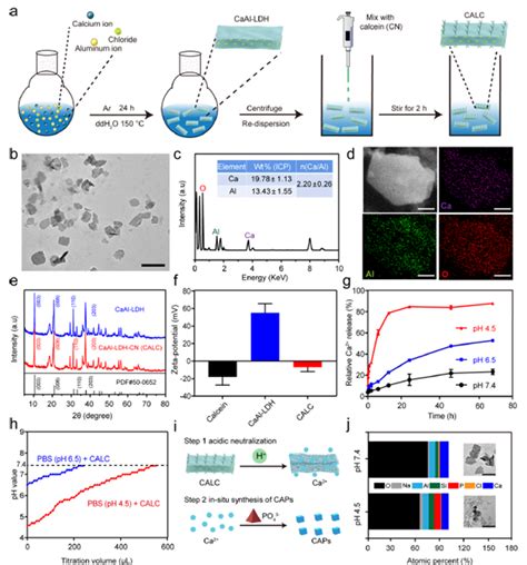 施剑林院士团队jacs：层状双金属氢氧化物通过酸中和和免疫调节策略逆转骨质疏松腾讯新闻