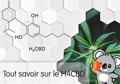 Avis Sur Le H4CBD Effets Et Bienfaits Nouveau HHC Dosage