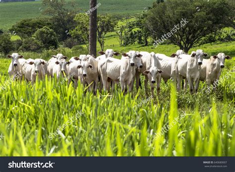 Herd Nelore Cattle Grazing Pasture Brazil Stock Photo