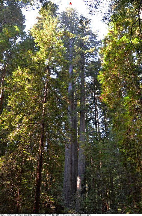 Millennium Tree - Famous Redwoods