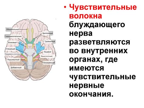 Черепные нервы - online presentation