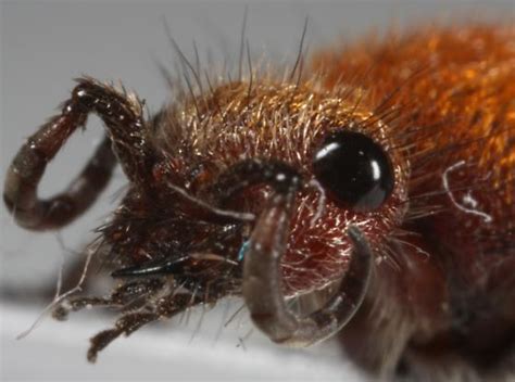 Unknown Velvet Ant Dasymutilla Bioculata Bugguide Net