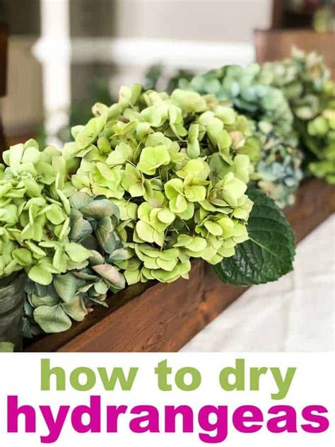 It Is Easy To Learn How To Dry Hydrangeas At Home Dried Hydrangeas Are