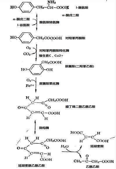 酪氨酸360百科