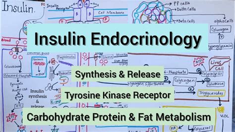 Insulin Synthesis And Release Signalling Pathway Carbohydrate