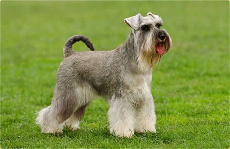 Standard Schnauzer - Puppies, Facts, Price, Breeders, Temperament ...