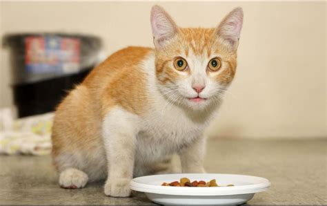 Profeco Estas Son Las Peores Croquetas Para Gato En El Mercado