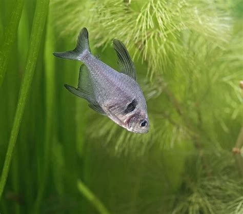 Black Phantom Tetra Side View Tropical Freshwater Brazil