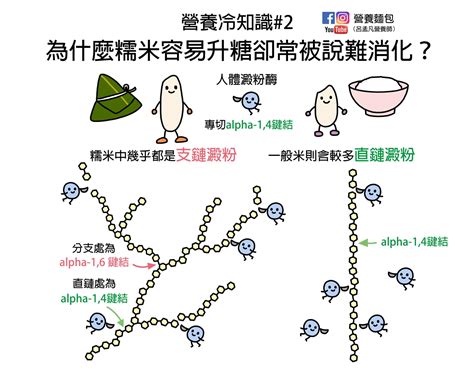 營養冷知識2：為什麼糯米容易升糖又常被說難消化？營養師解析給你看！ 營養麵包 呂孟凡營養師