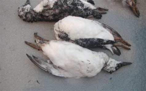 Seabirds Dying Along Oregons Coast Kxl