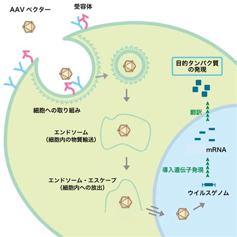 パーキンソン病の遺伝子治療 治療の概念が大きく変わる メディカルノート