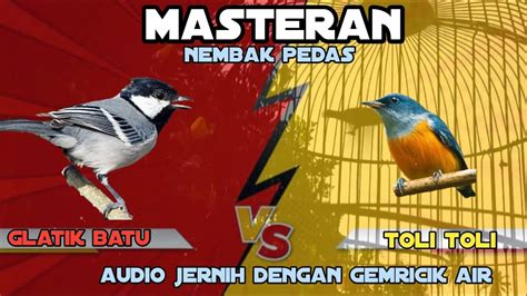 Tembakan Glatik Batu Vs Toli Toli Nembak Pedas Gacor Masteran Burung