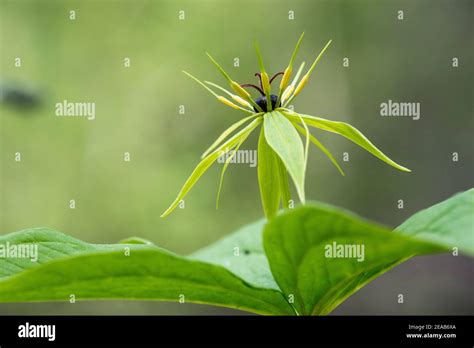 Vierblättrige blume Fotos und Bildmaterial in hoher Auflösung Alamy